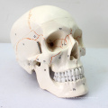 SKULL05 (12331) медицинские науки человеку череп с надписью модели